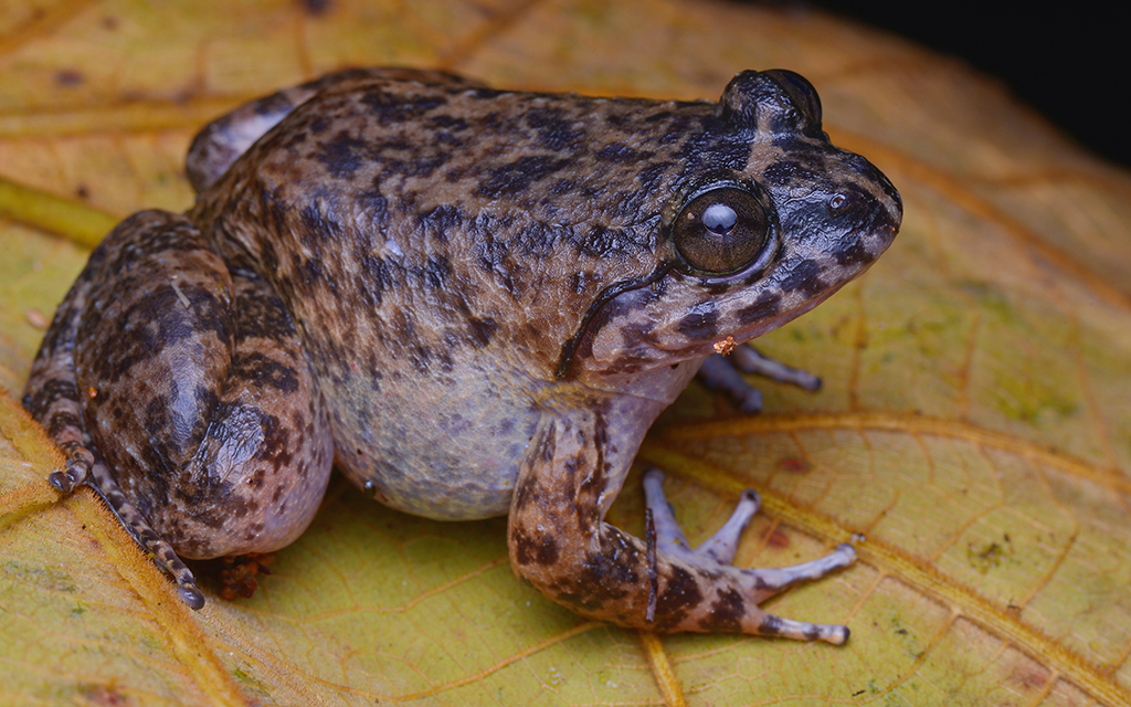 Large-headed Frog